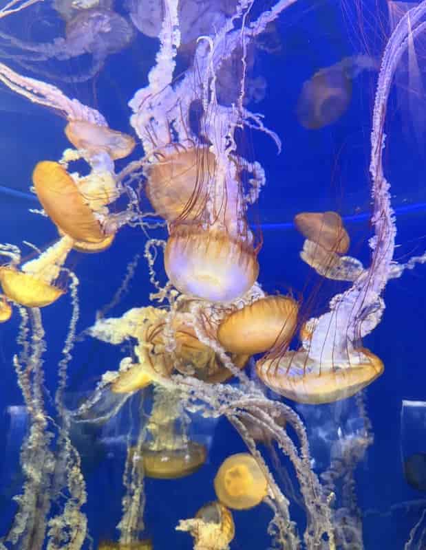 Jellyfish glowing in a blue tank at a Southern California aquarium